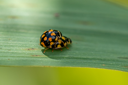 Coccinellidae: Propylea quatuordecimpunctata