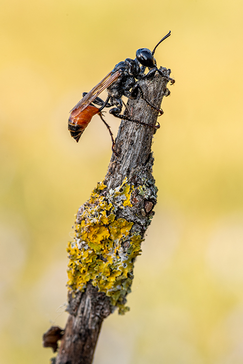 Sphecidae: Prionyx sp.