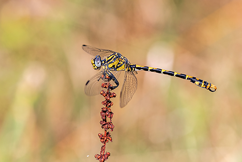 Da identificare: Onychogomphus uncatus