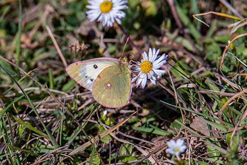 Colias?  S, Coliaas crocea f. helice, femmina