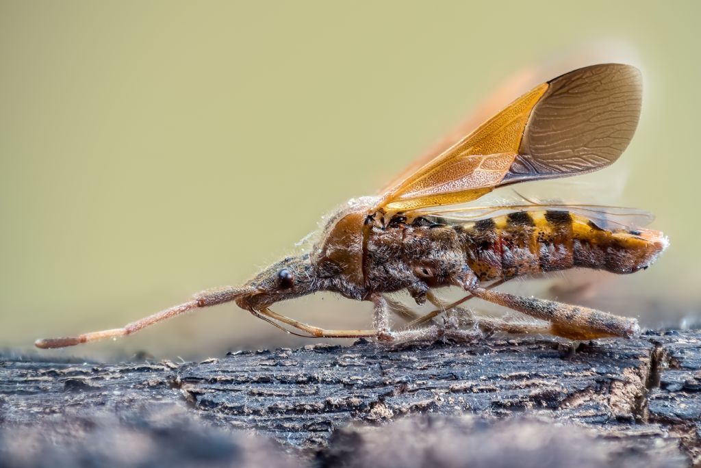 Leptoglossus occidentalis (Coreidae) da confermare