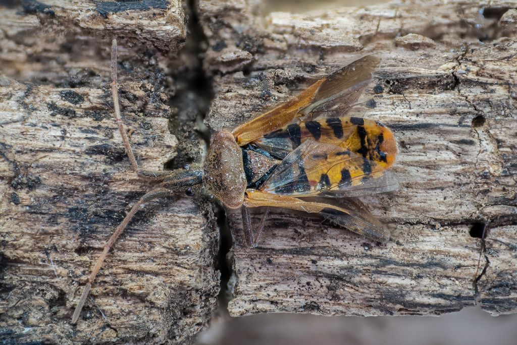 Leptoglossus occidentalis (Coreidae) da confermare