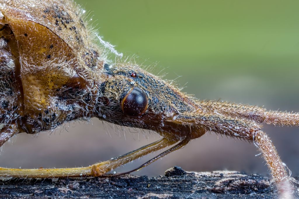 Leptoglossus occidentalis (Coreidae) da confermare