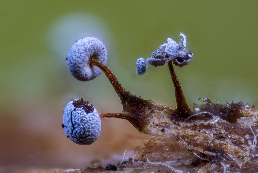 Physarum sp.?