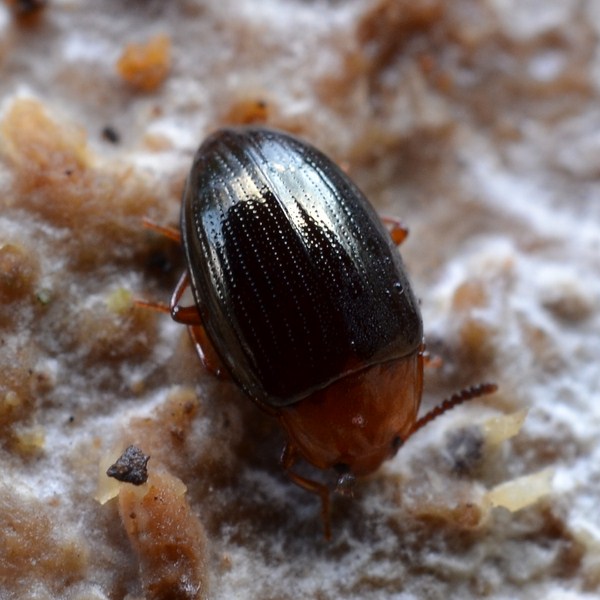 Scaphidema metallicum