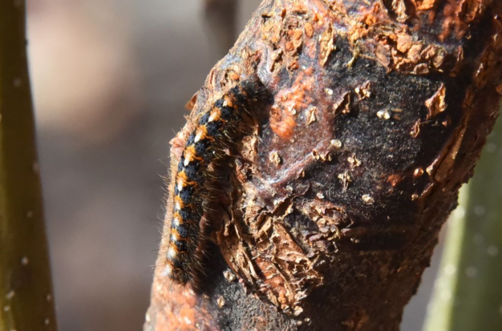 bruco non maturo di Lasiocampa (Lasiocampa) quercus, Lasiocampidae