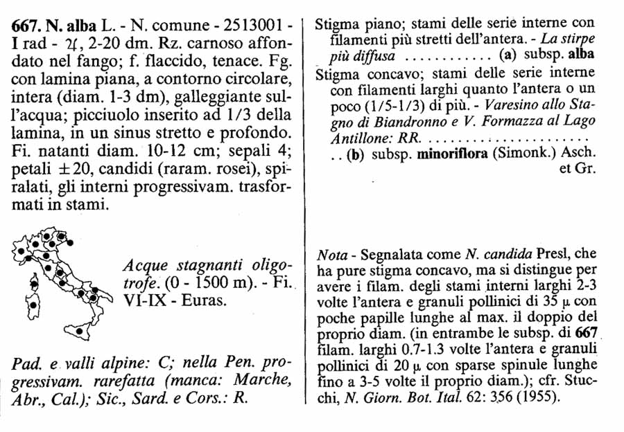 Ninfea bianca:pianta autoctona?  S, Nymphaea alba