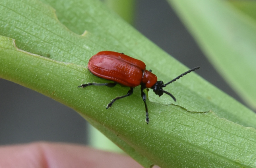 Lilioceris lilii, Chrysomelidae