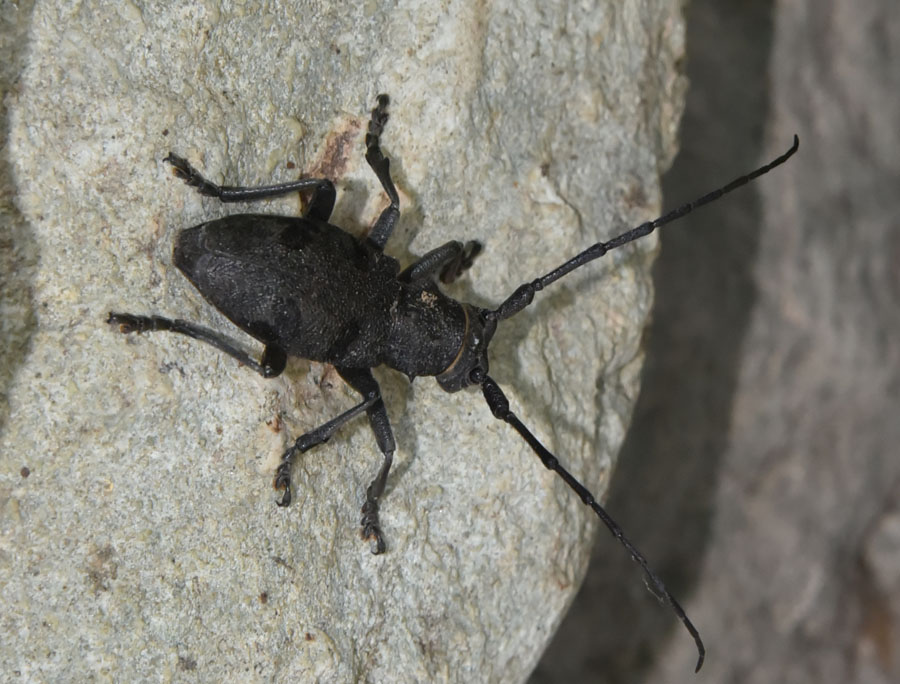 Morimus asper asper, femmina