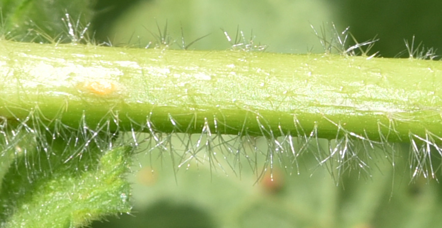 Nasturzio?  No!, Alcea sp. (Malvaceae)