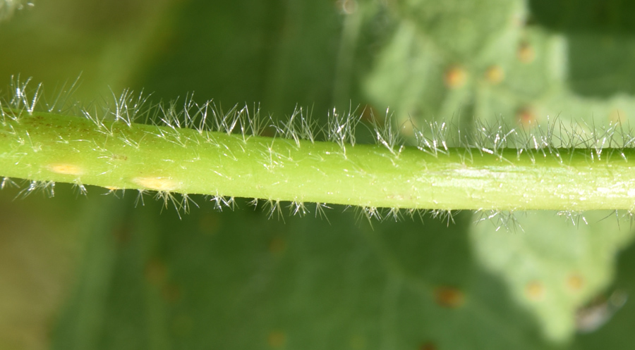 Nasturzio?  No!, Alcea sp. (Malvaceae)