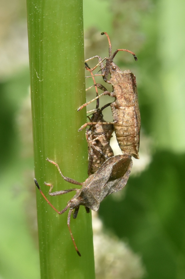 Coreidae: Coreus marginatus