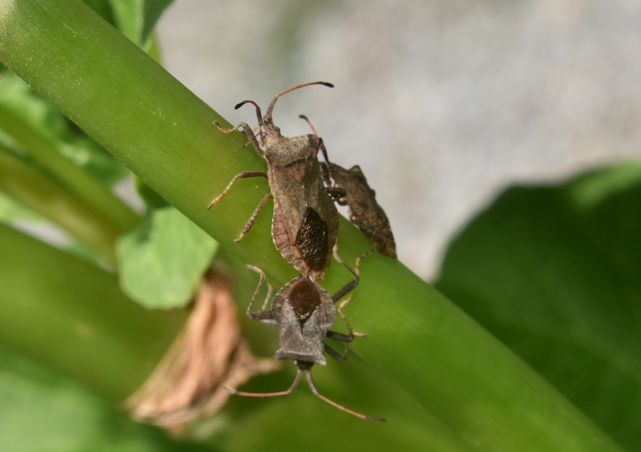 Coreidae: Coreus marginatus