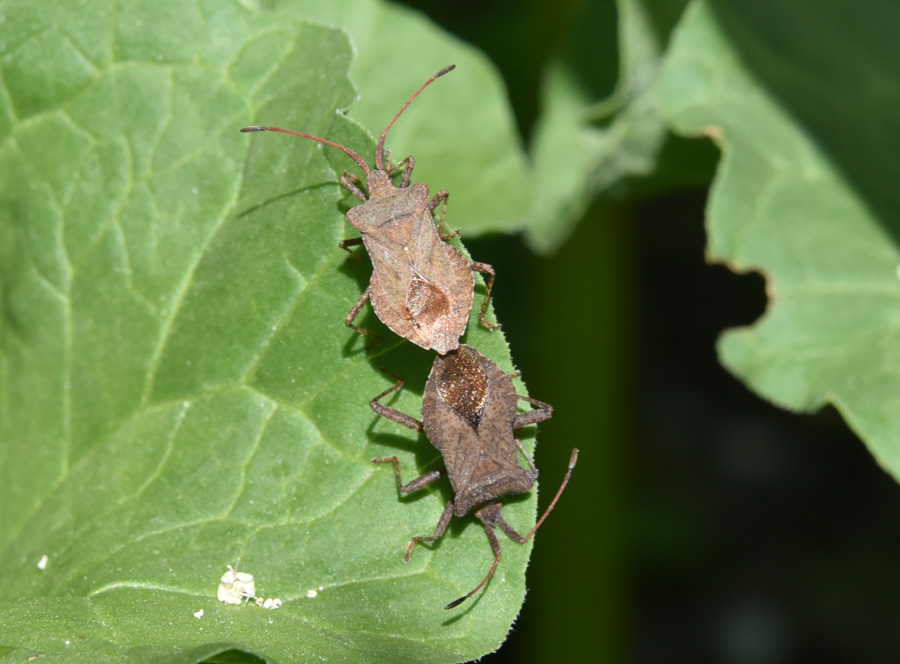 Coreidae: Coreus marginatus