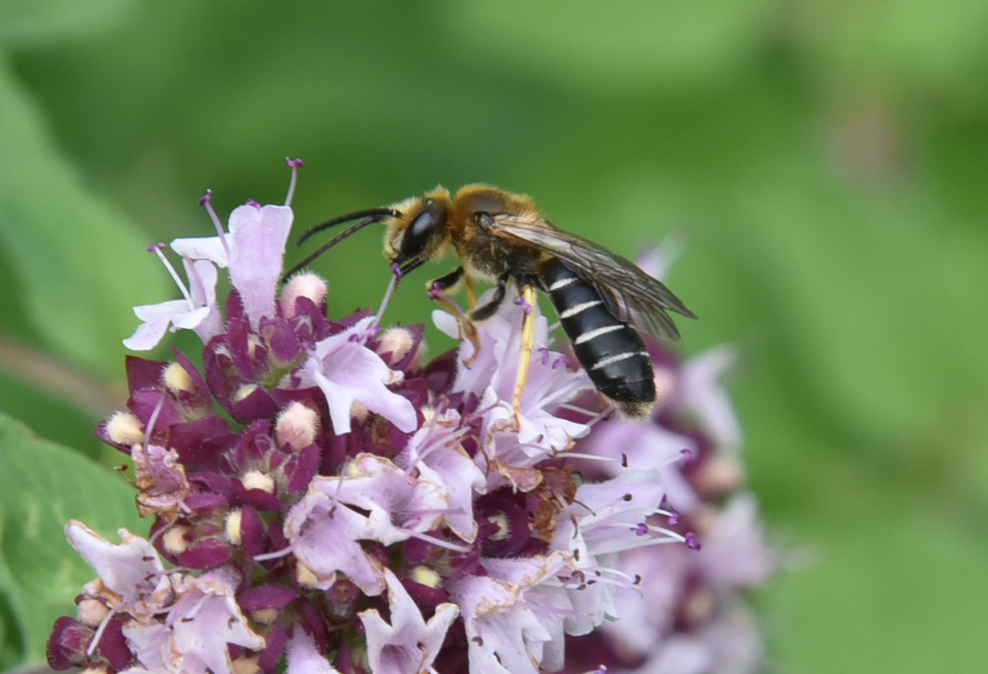 Halictus sp. (Apidae Halictinae)