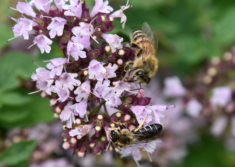 Halictus sp. (Apidae Halictinae)