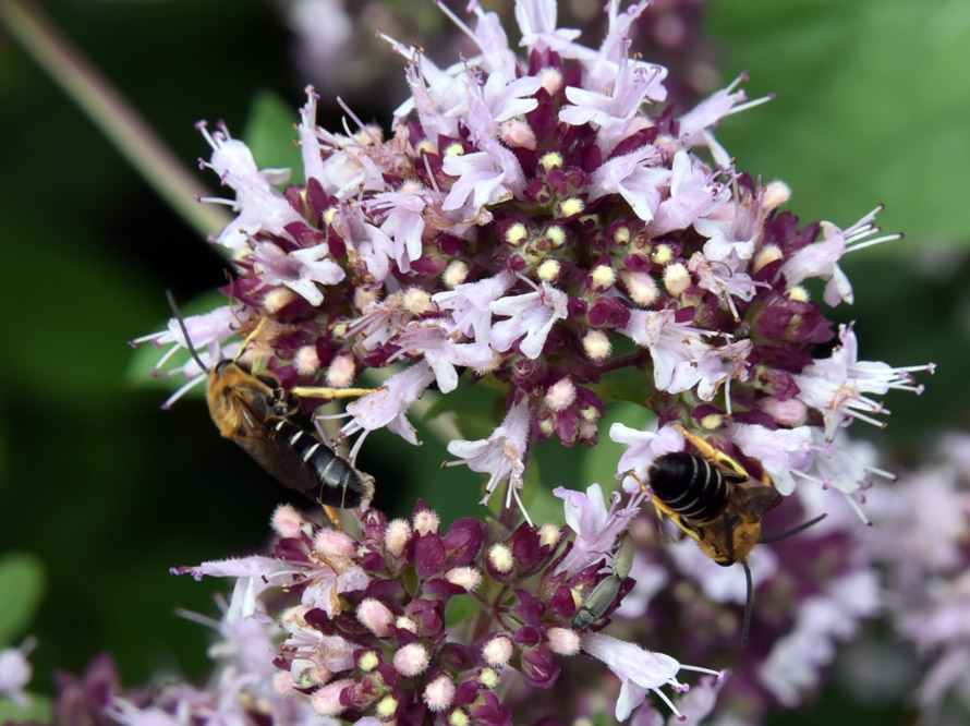 Halictus sp. (Apidae Halictinae)