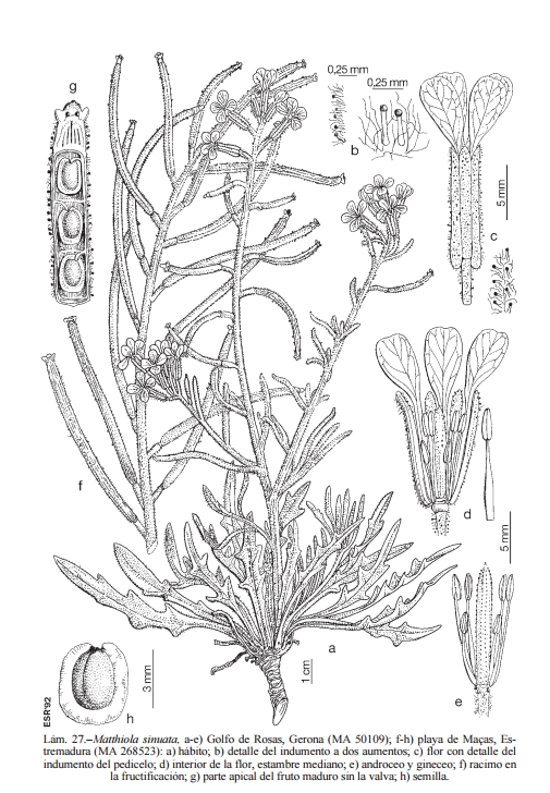 Brassicaceae: Matthiola sinuata