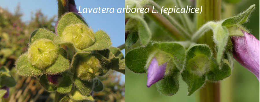 Lavatera arborea?  No, Malva multiflora (=Lavatera cretica), Malvaceae