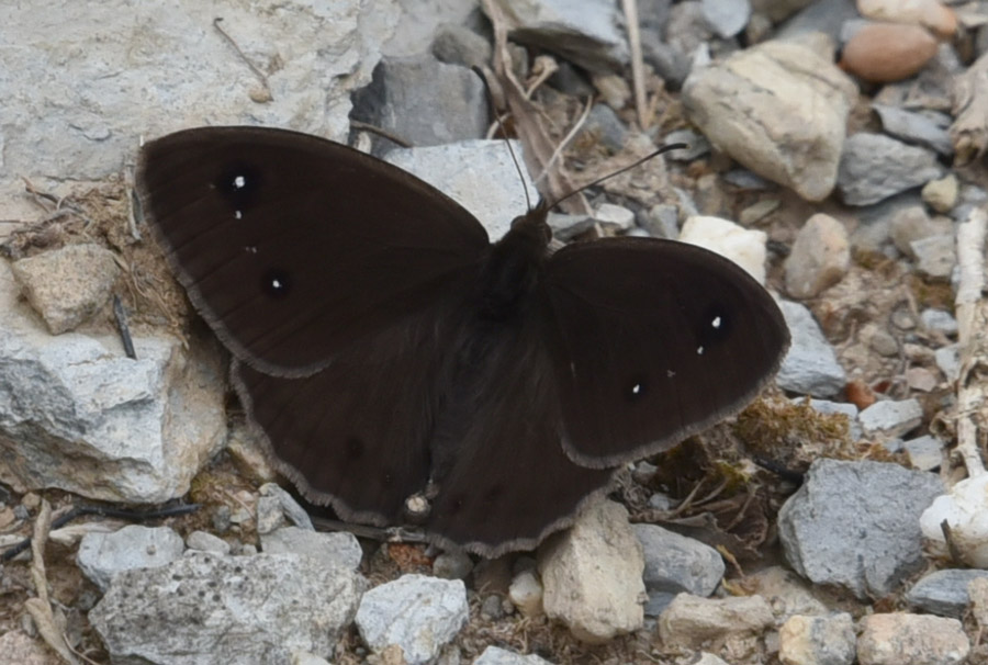 Farfalla da ID: Satyrus ferula - Nymphalidae