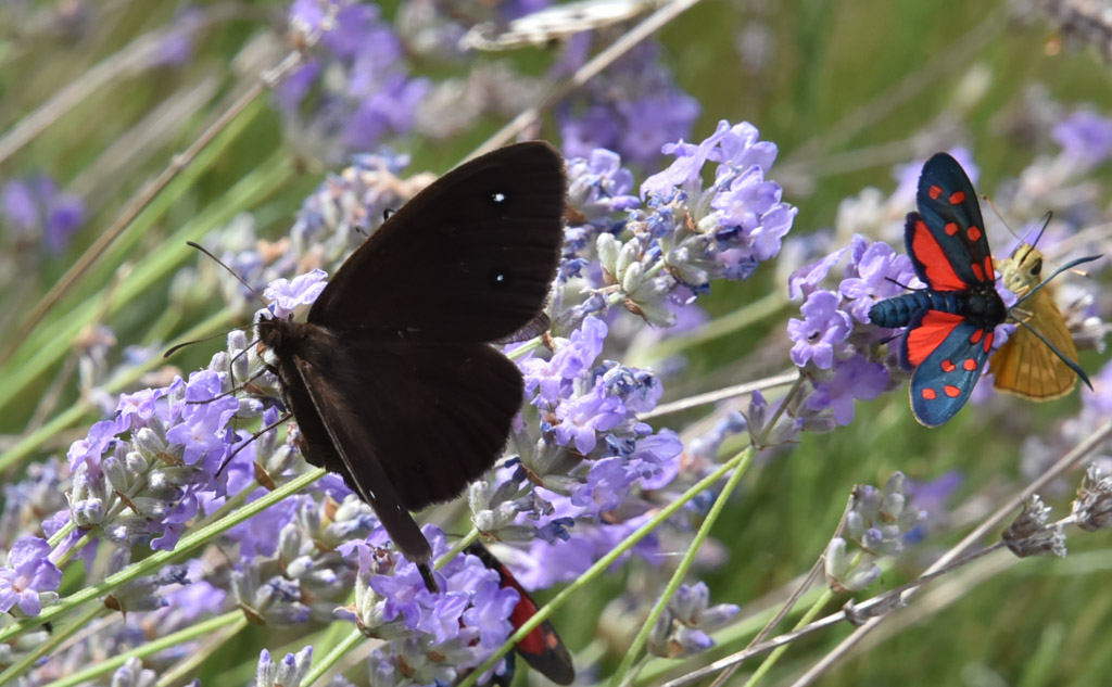 Farfalla da ID: Satyrus ferula - Nymphalidae