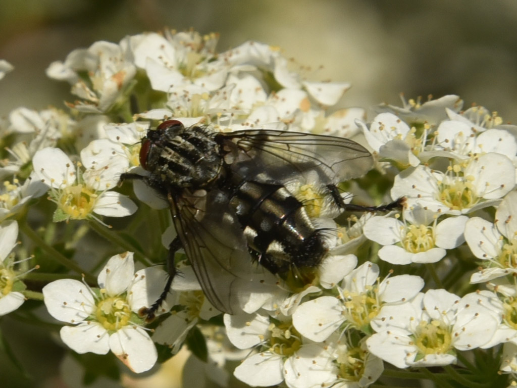 Sarcophaga (Sarcophagidae) sp.