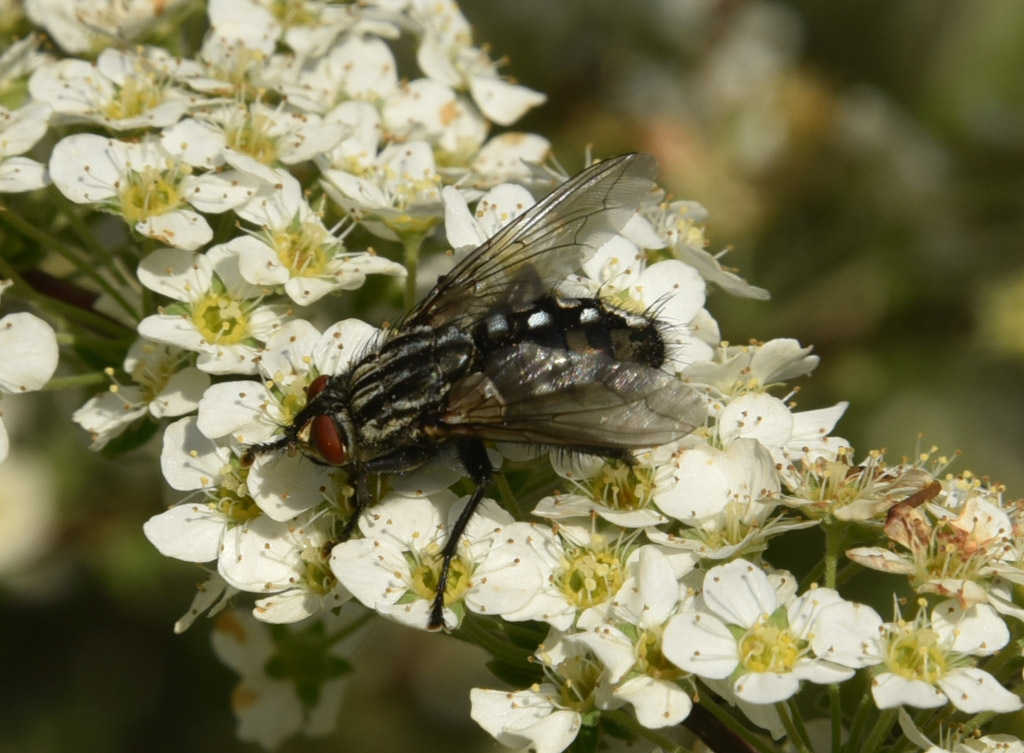 Sarcophaga (Sarcophagidae) sp.