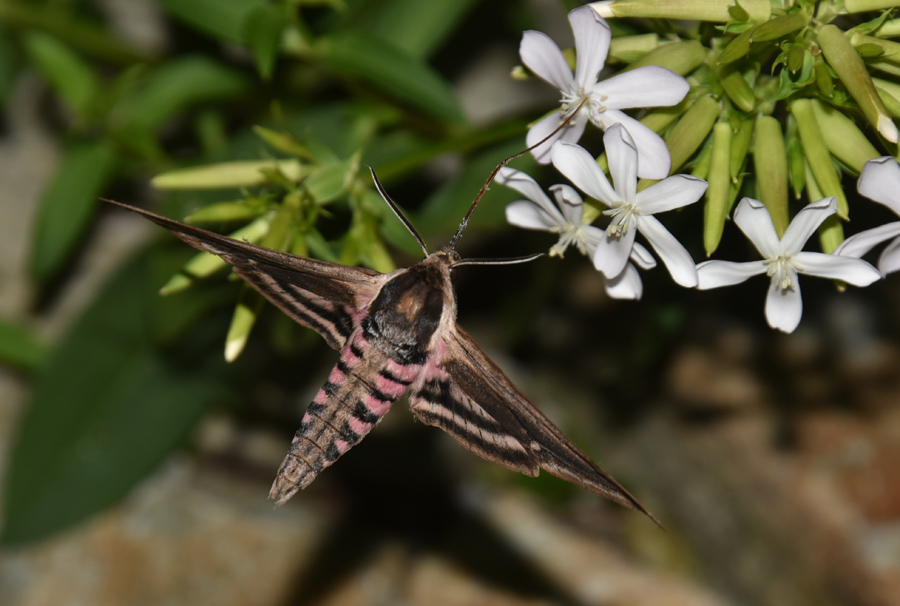 Sphinx ligustri