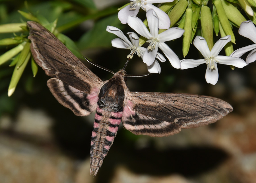 Sphinx ligustri