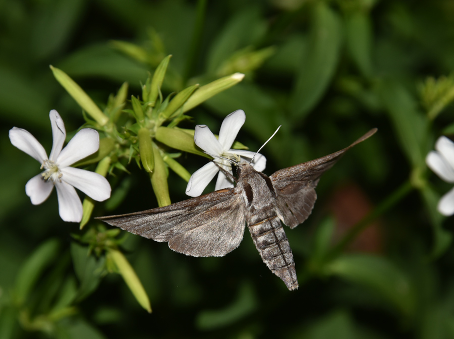 Sphinx (ex Hyloicus) pinastri