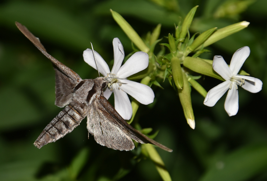 Sphinx (ex Hyloicus) pinastri