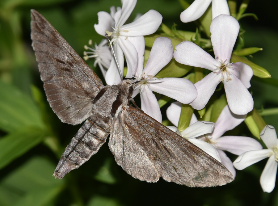 Sphinx (ex Hyloicus) pinastri