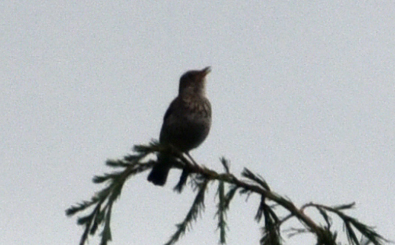 Che uccello ?  Tordo bottaccio (Turdus philomelos)