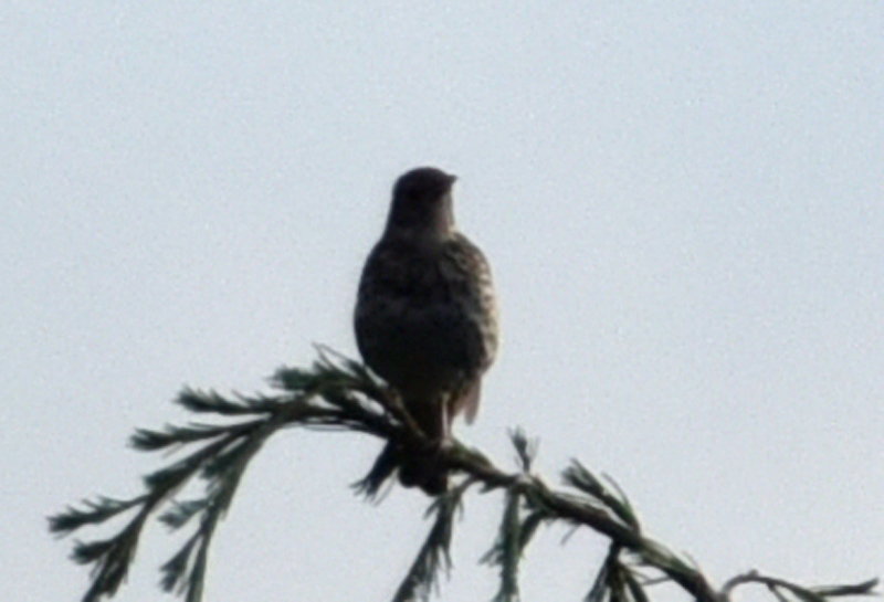 Che uccello ?  Tordo bottaccio (Turdus philomelos)