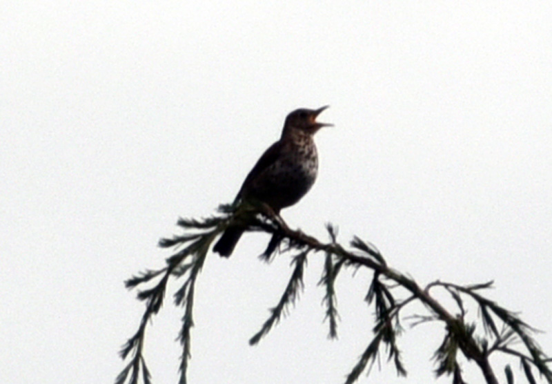 Che uccello ?  Tordo bottaccio (Turdus philomelos)