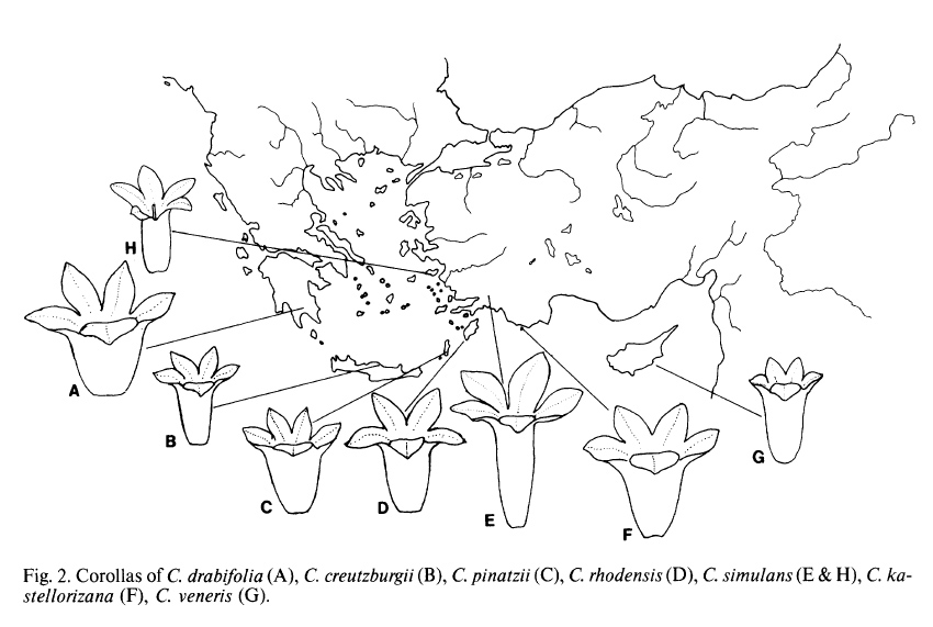 Altra Campanula del Peloponneso: Campanula drabifolia