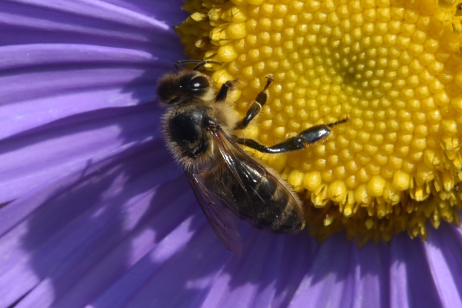 Andrena sp.?