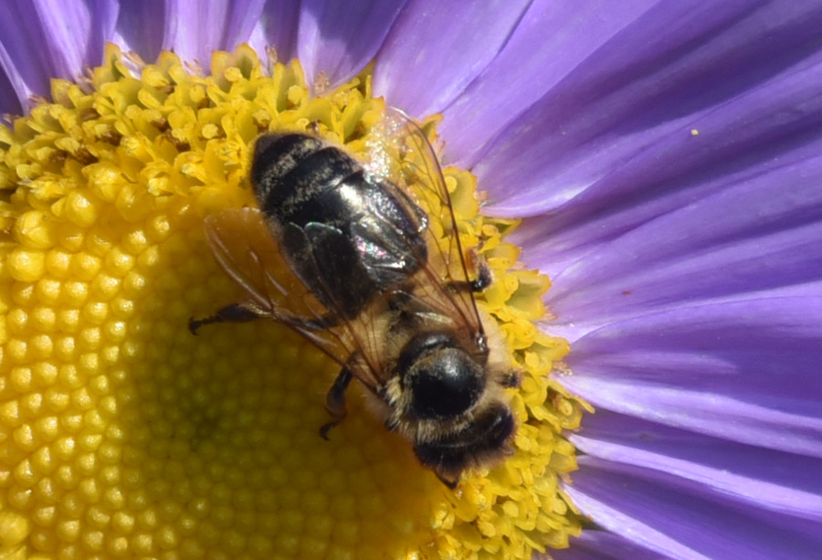 Andrena sp.?