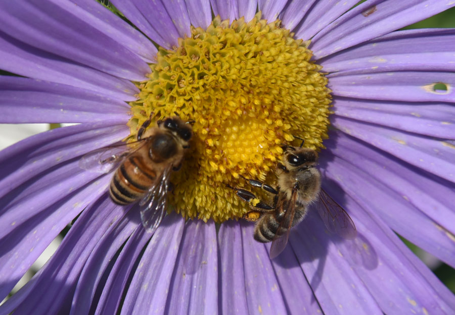 Andrena sp.?