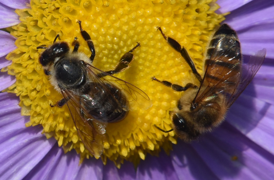 Andrena sp.?