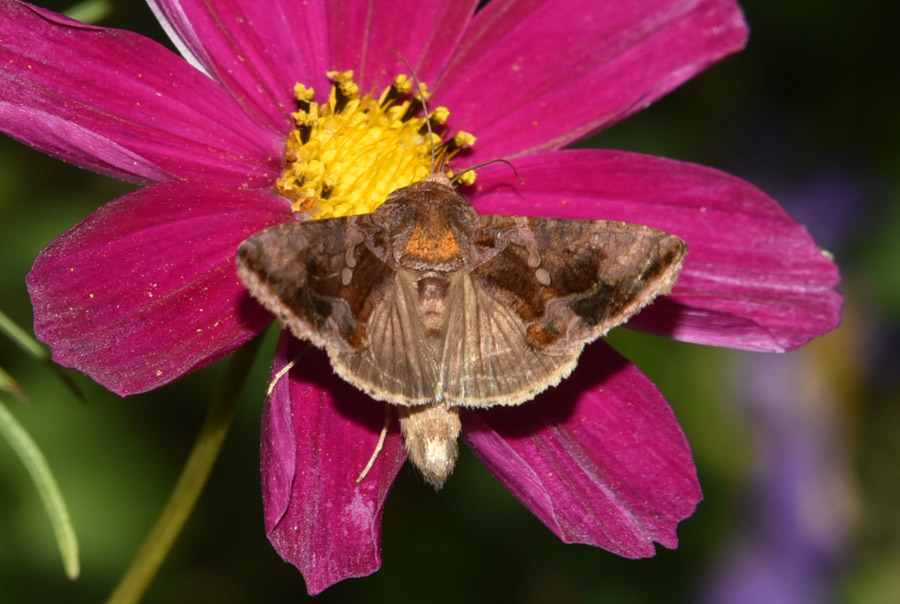 Farfalla (Noctuidae?) da ID: Chrysodeixis chalcites, Noctuidae