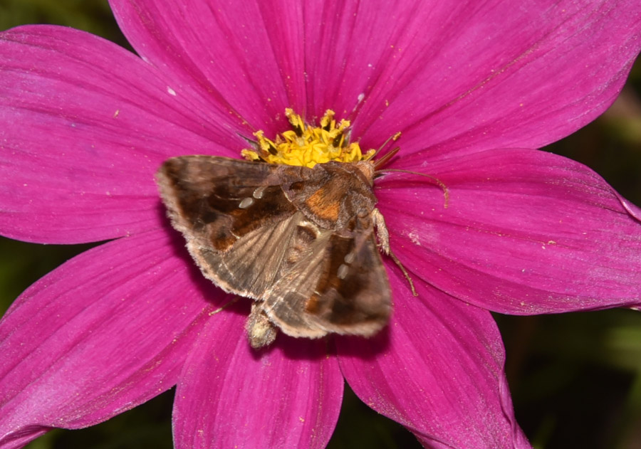 Farfalla (Noctuidae?) da ID: Chrysodeixis chalcites, Noctuidae