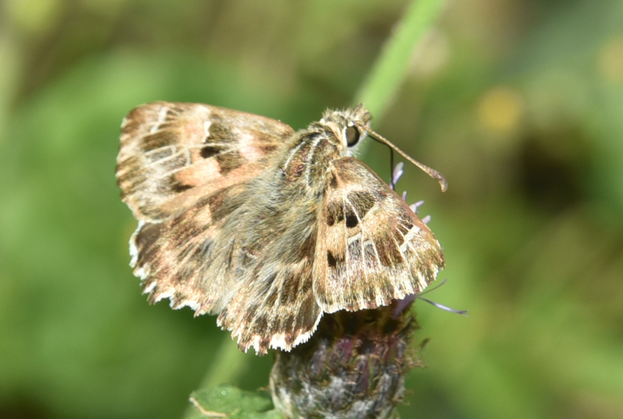 Carcharodus flocciferus - Hesperiidae