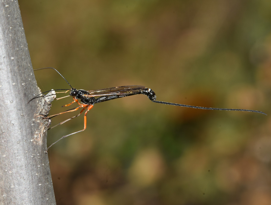 Ichneumonidae? S,  Dolichomitus sp. (cfr.)