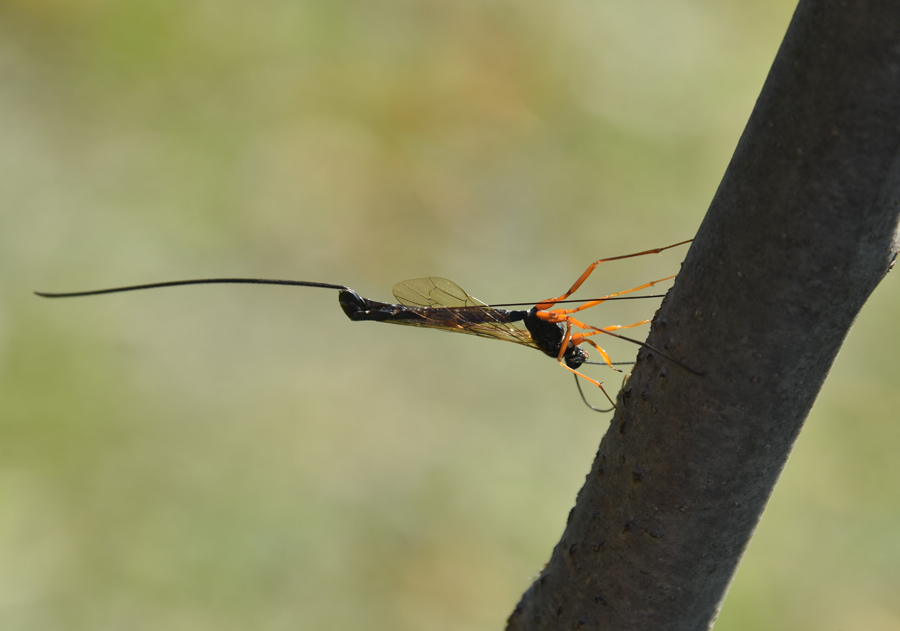 Ichneumonidae? S,  Dolichomitus sp. (cfr.)