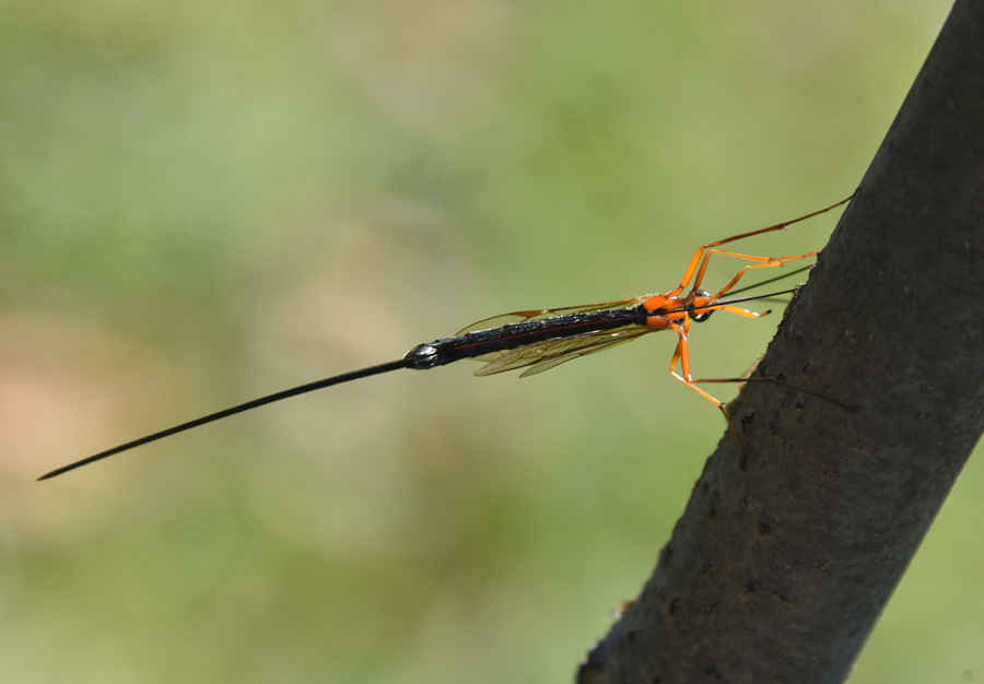 Ichneumonidae? S,  Dolichomitus sp. (cfr.)