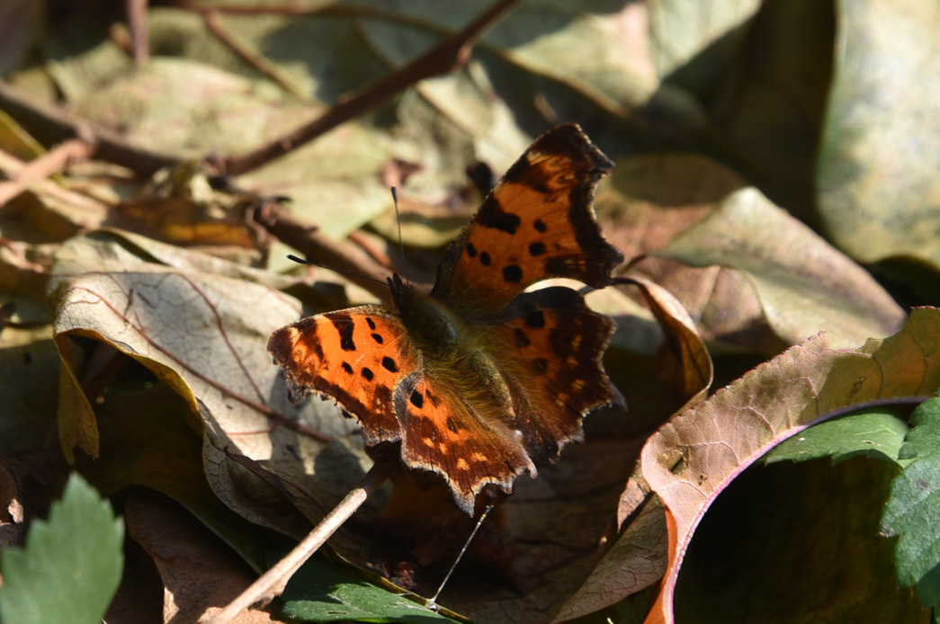 Polygonia c-album - Nymphalidae