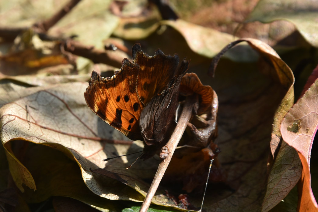 Polygonia c-album - Nymphalidae