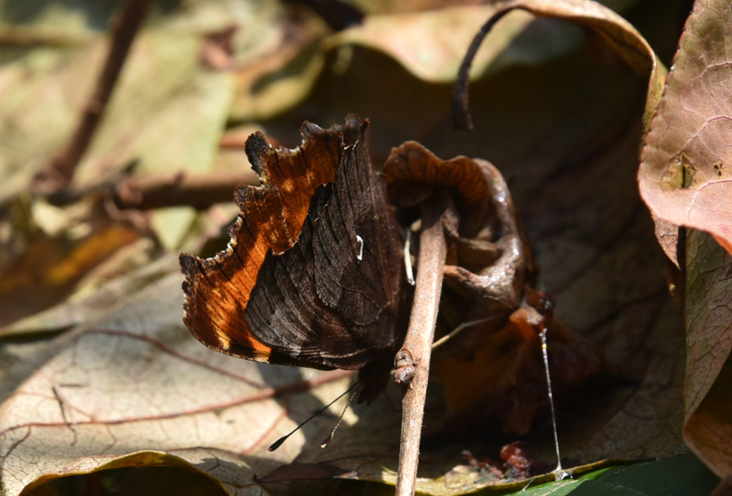 Polygonia c-album - Nymphalidae