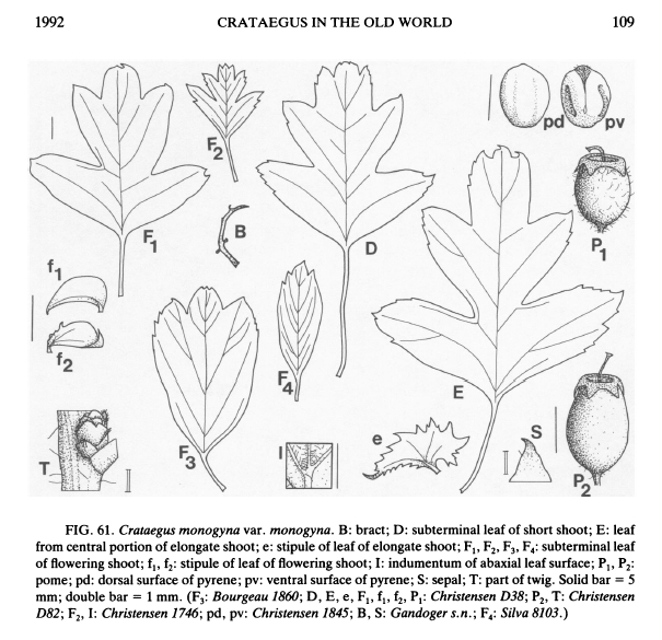 Crataegus monogyna o suo ibrido (C. x media)